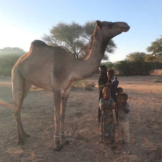 $10 Donation for Ahmed's Camel - Purchased - Image 2